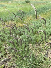 Hordeum brevisubulatum