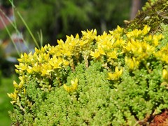Sedum acre