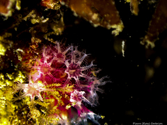 Alcyonium hibernicum