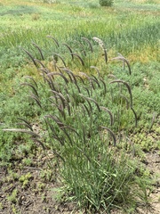 Hordeum brevisubulatum