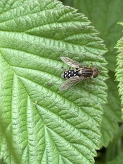 Anasimyia contracta