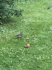 Turdus pilaris