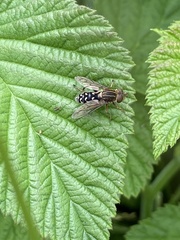 Anasimyia contracta