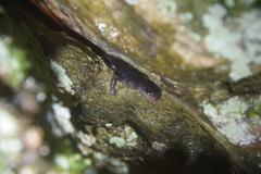 Plethodon amplus