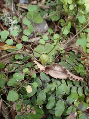 Corybas walliae