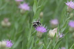 Bombus