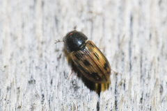 Chilothorax