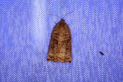 Archips oporana