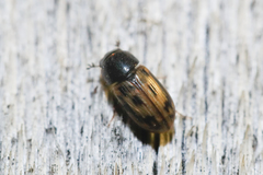Chilothorax
