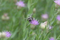 Bombus