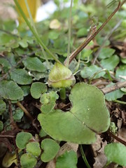 Corybas walliae