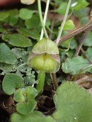 Corybas walliae