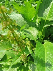 Rumex obtusifolius
