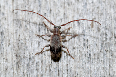 Exocentrus punctipennis