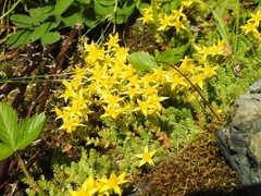 Sedum acre