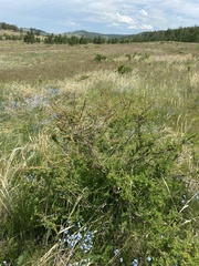 Spiraea aquilegifolia