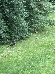 Turdus pilaris