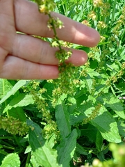 Rumex obtusifolius