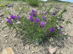 Astragalus davuricus