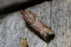 Nyctegretis lineana