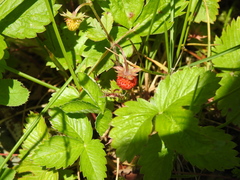 Fragaria vesca