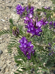 Astragalus davuricus