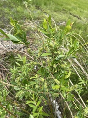 Salix kochiana