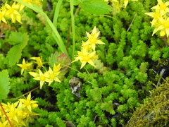 Sedum acre