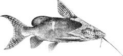 Catfish photo 3