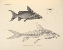 Catfish photo 4