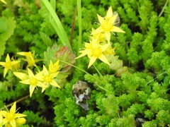 Sedum acre