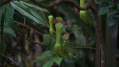 Nepenthes reinwardtiana