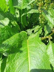 Rumex obtusifolius