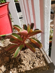 Peperomia graveolens