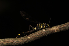 Monoceromyia javana