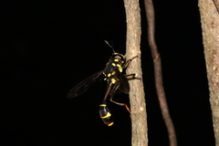 Monoceromyia javana