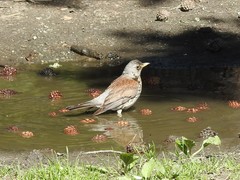 Turdus pilaris