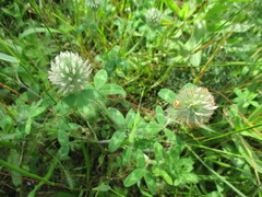 Trifolium diffusum