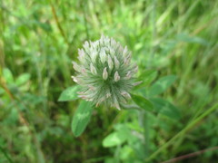 Trifolium diffusum