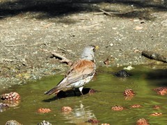 Turdus pilaris