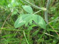 Trifolium diffusum