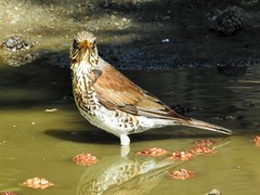 Turdus pilaris