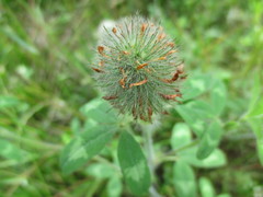 Trifolium diffusum