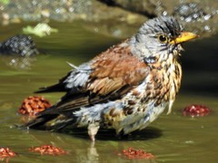 Turdus pilaris