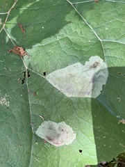 Calycomyza flavinotum