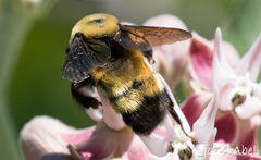 Bombus nevadensis