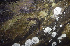 Desmognathus carolinensis