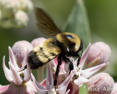 Bombus nevadensis