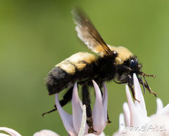 Bombus nevadensis