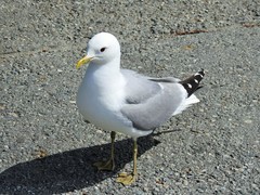 Larus canus
